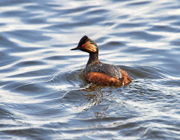 Faune des marais<br>NIKON D4, 700 mm, 1250 ISO,  1/2000 sec,  f : 8 